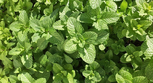 Imagen 3 de 3 de Minazza Aceite Esencial De Menta Piperita 10 Ml