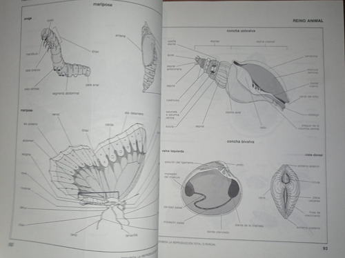 Diccionario Temático Visual, De Selecciones Reader's Digest (Reacondicionado)