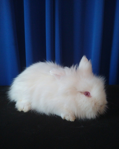 Conejo Cabeza De León Blanco Mascota