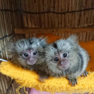 Monos Titi En Adopcion Mercadolibre Com Mx Monos Titi En Adopcion Mercadolibre Com Mx