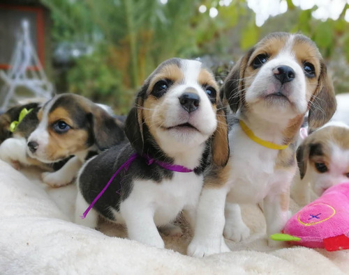 Maravillosos Cachorros Beagle Tricolor 