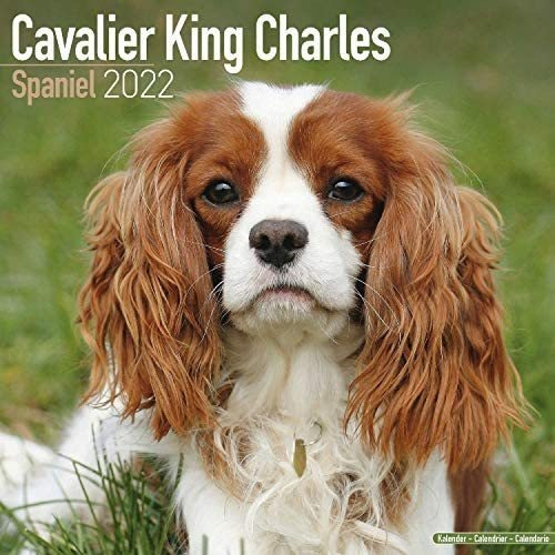 Libro: Calendario Cavalier King Charles Spaniel Calendarios