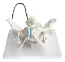 Comprar 1: 1 Modelo Anatomía Humana Pelvis Femenina Con