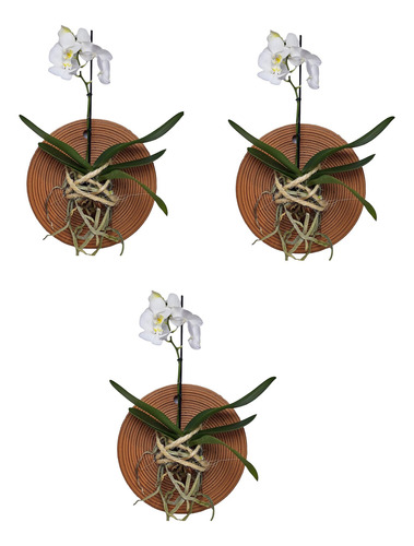 Vaso Prato Enraizador P/ Orquídea Mandala 3 Unidades