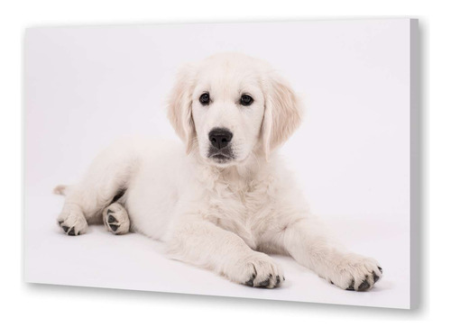 Cuadro 40x60cm Perros 9 Perro Blanco Cachorro Recostado