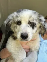 Comprar Cachorro Border Collie