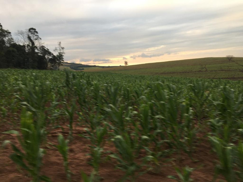 Imagem 14 de 15 de Fazenda Para Venda Em Piraju, Rural - Faz 133_1-1938778