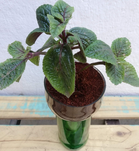 Dolar Negro Little Plant 24 Sin Soporte, Maceta Autorregante