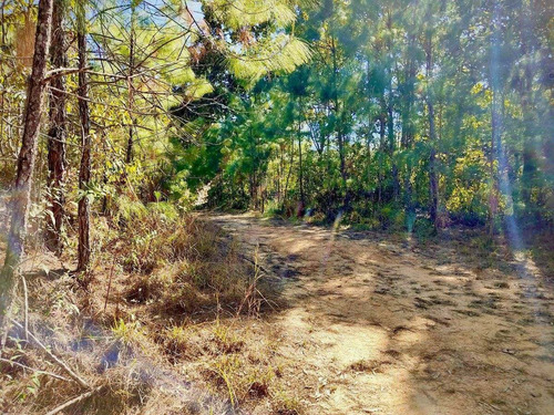 Imagen 1 de 12 de Terreno En Venta Los Pinares El Tuito