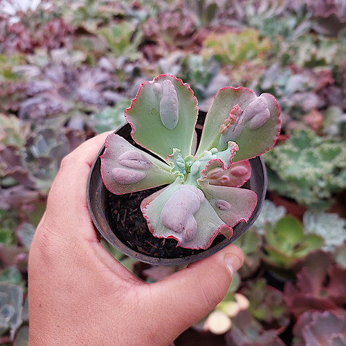 Suculenta Echeveria Gibbiflora Moonstone Legítima