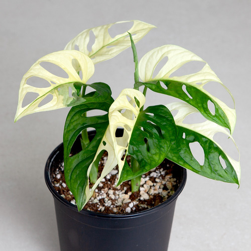 50 Semillas De Monstera Adansonii Variegada + Regalo