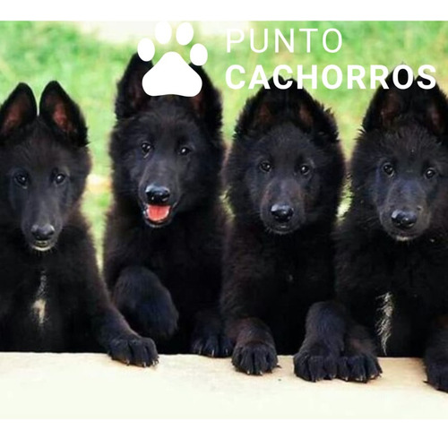 Ovejero Belga 5 Negro