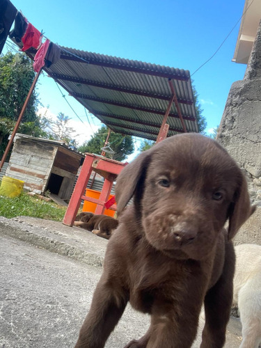 Perros   Labrador 