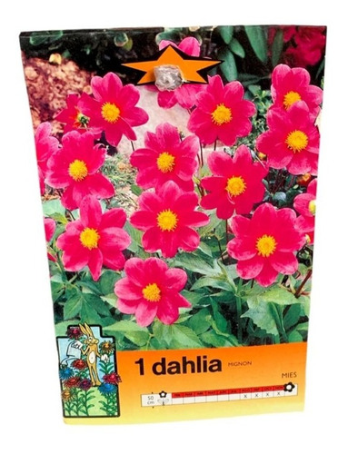Dahlia - Bulbos De Dahlia Mignon Enana