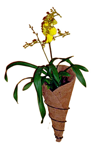 Vaso Para Orquídeas Fibra De Coco Com Suporte