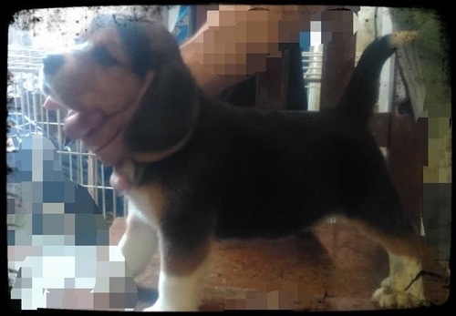 Cachorro Beagle