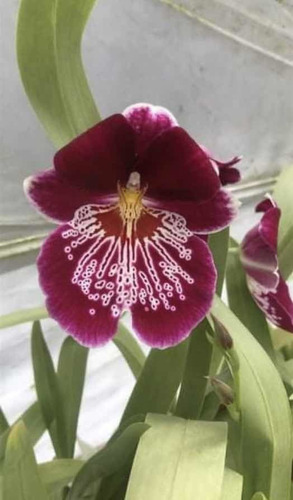 Imagen 3 de 5 de Orquídeas Miltoniopsis Varios Colores