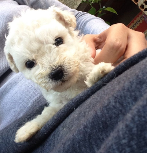 Poodle Mini Vacinados E Vermifugados