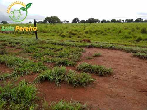 Imagem 11 de 15 de Fazenda À Venda Em Formoso Do Araguaia-to - 1.771 Hectares (dupla Aptidão) - 1618