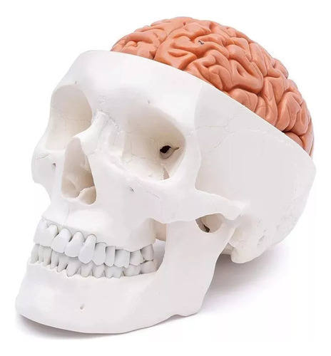 Cráneo Con Cerebro Desarmado: Mod Anatómico De Cráneo