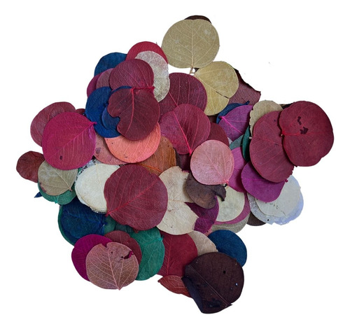 Folha Moeda Mista Variada Seca Natural Decoração- 350 Folhas
