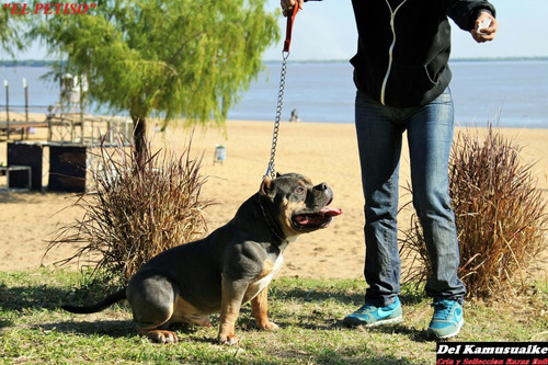 American Bully