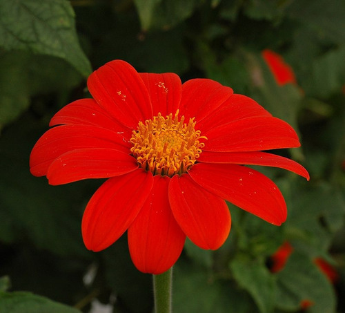 30 Sementes Girassol Mexicano Vermelho Tithonia Rotundifolia