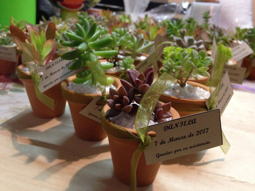 Plantas Suculentas Miniatura Decoradas Con Maceta