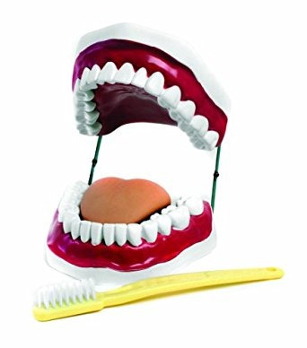 American Educational Higiene Oral Modelo Con Clave