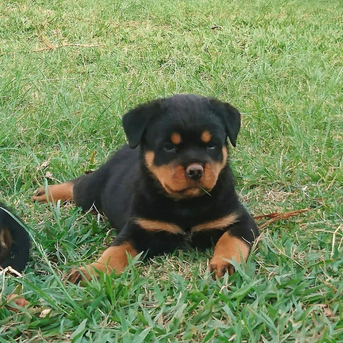 Rottweilers Filhos Do N.1 Brasil 2012 Mamute Rottland