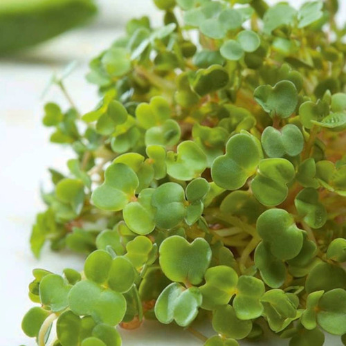 Sementes De Mostarda P/ Cultivo De Microgreens / Microverdes