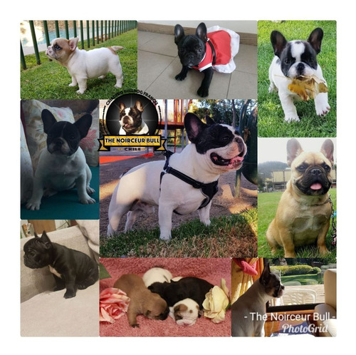Espectacular Macho Bulldog Frances Servicio Stud