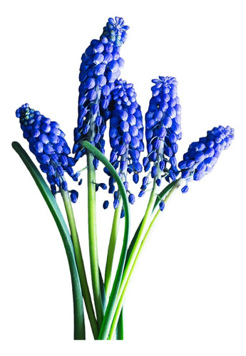 Pack 30 Bulbos De Muscari Azul