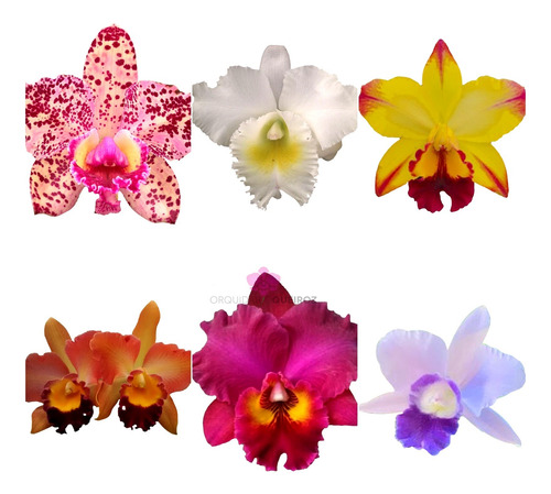 Kit 3 Orquídeas Cattleya Adultas A Sua Escolha