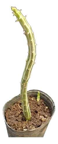 Senecio Stapeliformis