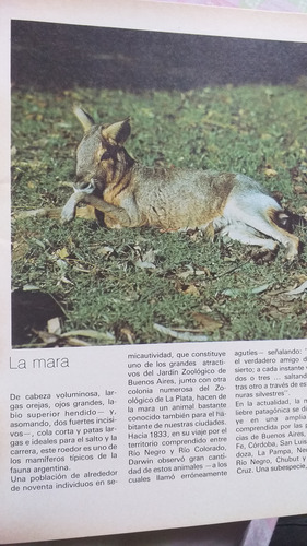 Centro Editor De América Latina- Fauna Argentina 13 Y 126 (Usado)