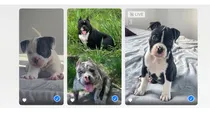 Comprar Hembras American Bully Con Pedigree