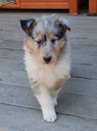 Rough Collie Cachorros