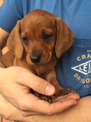 Preciosos Salchicha Miniatura Dachshund