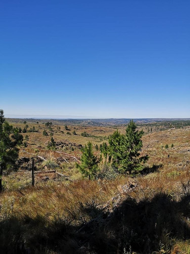 Imagen 7 de 15 de Venta De Campo 207 Hectáreas En Villa Alpina - Tlc0681