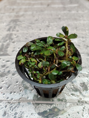 Buce Black Pearl Clum (varios Rizomas Unidos) (Usado)