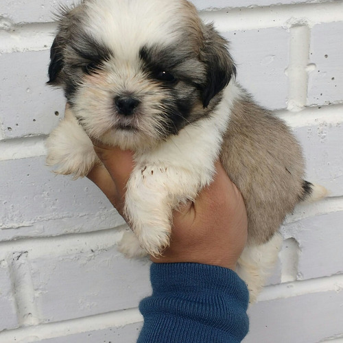 Hermosos Cachorros Shitzu