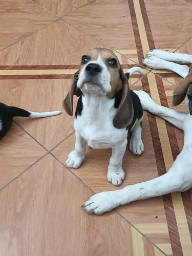 Mascotas Raza Beagle -chiclayo