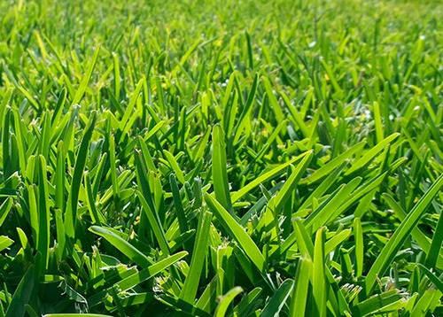 Semillas De Pasto San Agustín, 55 M2, Terreno Seco, 3 Kg 