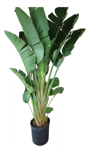 Strelitzia Nicolai 1m Ejemplar Consultar Envío Sin Cargo