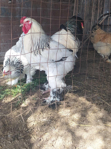 Huevos Fértiles De Gallinas Brahma