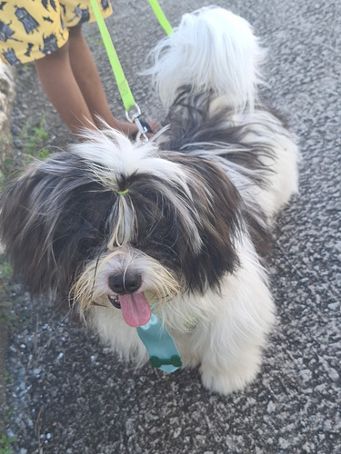 Cachorro Shih Tzu + Lhasa Apso. Macho