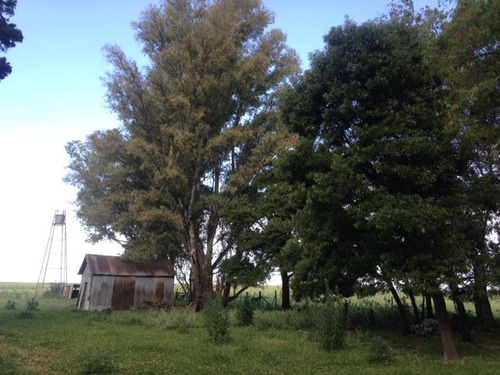 Campo - Pardo
