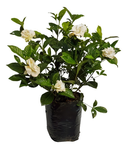 Gardenias Blancas Planta