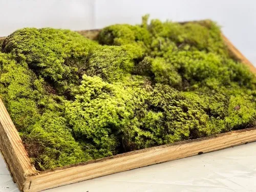 comprar Musgo Fofão Vivo Para Kokedamas Terrarios Orquideas Decorar
